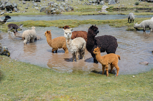 Why Alpaca Is the Future of Knitwear